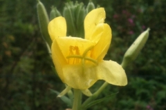 Garten_03