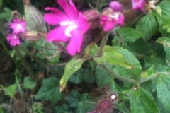 Garten_04