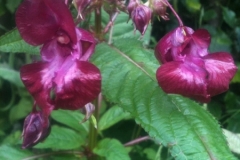 Garten_06
